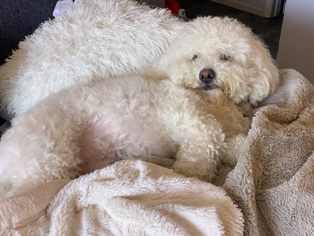 Pete laying on two Saranoni Blankets